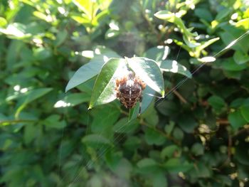 Close-up of insect on plant