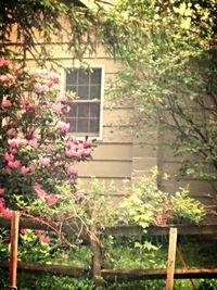 Flowers growing on tree