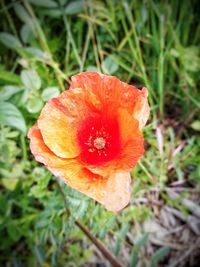 Close-up of orange poppy