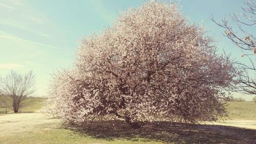 Trees on field