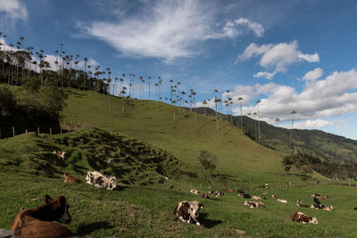 Cows on field at cocora valley