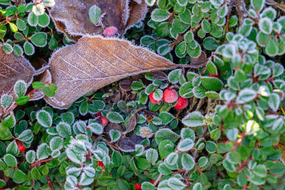 High angle view of leaves on plant during rainy season