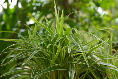 Close-up of fresh green plant