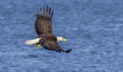 Bald eagle in flight with fish