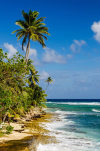 Palm trees on beach against blue sky