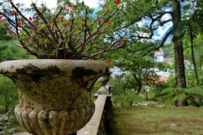 Plants growing in garden