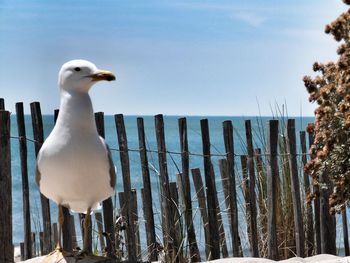 Close-up of seagull perching on shore against sky