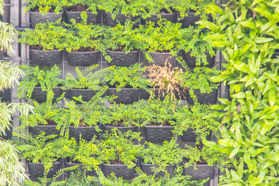 Potted plants in greenhouse