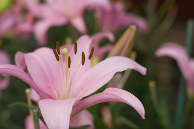 Close-up of pink flower