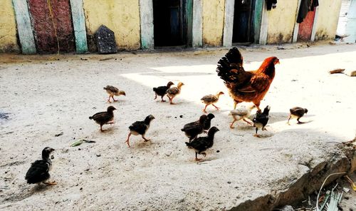 Birds on ground
