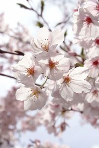 Low angle view of apple blossoms in spring