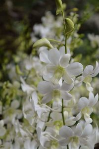 Close-up of flowers blooming outdoors