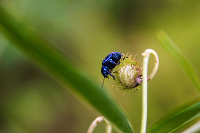 Close-up of insect on flower