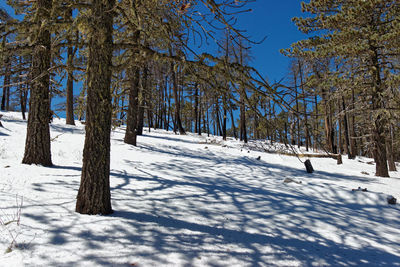 Trees on snow covered field in coahuila state