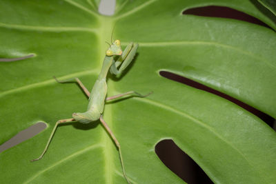 Close-up of insect on leaf