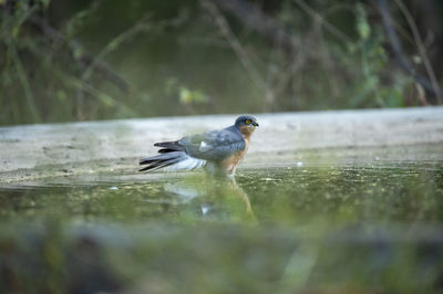 Bird perching on a lake