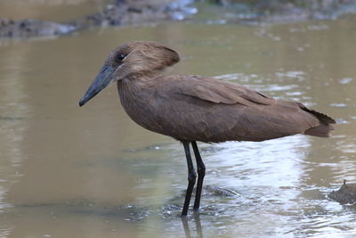 Close-up of a bird