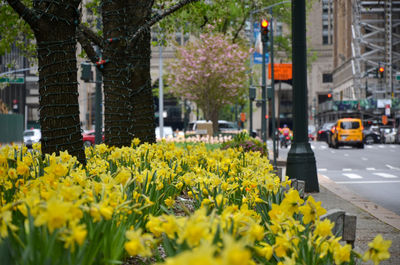 Close-up of yellow flowering plants on field