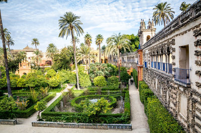 Palm trees along buildings
