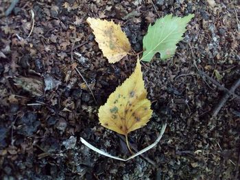 High angle view of yellow maple leaf on land