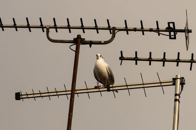 Low angle view of seagulls perching on a tv aerial against sky