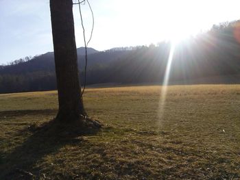 Sun shining through trees