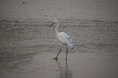 White bird on beach