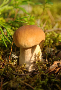 Close-up of mushroom growing on field