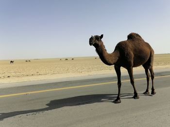 View of a horse on sand