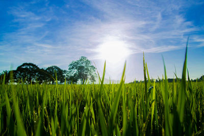 Crops growing on field against sky