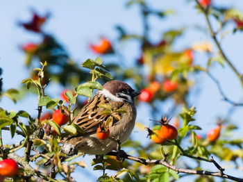 Low angle view of bird perching on tree