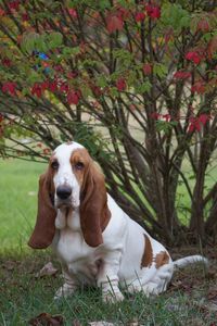 Portrait of dog sitting on field