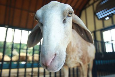 Close-up portrait of a horse