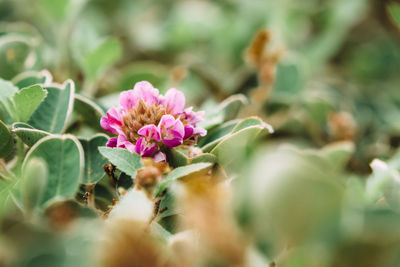 Close-up of flowers