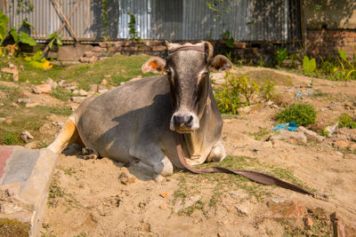 Portrait of a cow