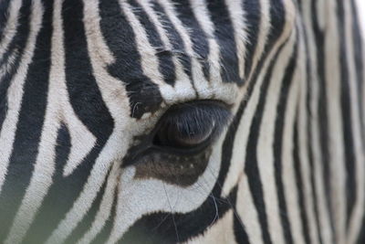 Close-up of a zebra