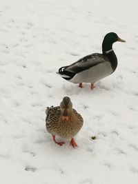 Bird perching on snow