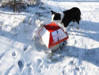 View of a dog on snow covered field