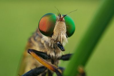 Close-up of insect on green leaf