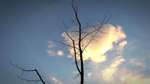 Low angle view of silhouette tree against sky