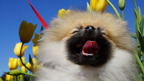 Close-up of dog yawning