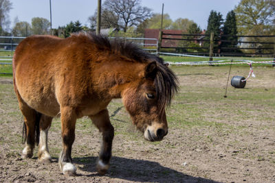 Horses on field