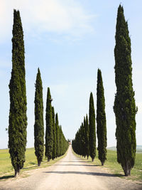 Rows of cypress trees growing along country road