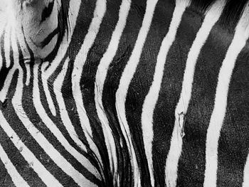 Close-up of zebra