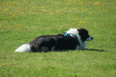 Side view of a dog on field