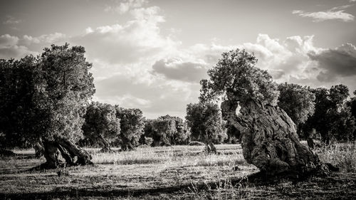 Trees on field against sky