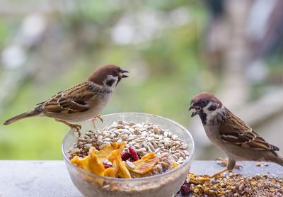 Close-up of birds feeding