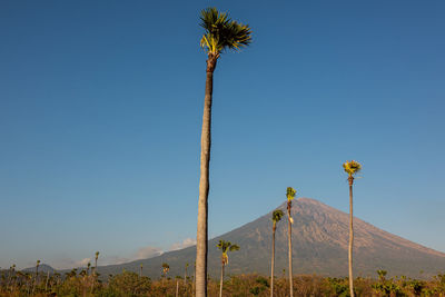 Low angle view of coconut palm trees against clear sky