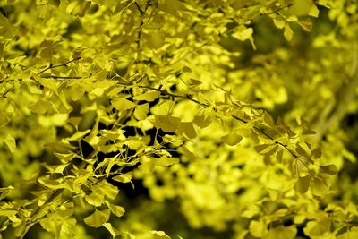 Close-up of yellow plant