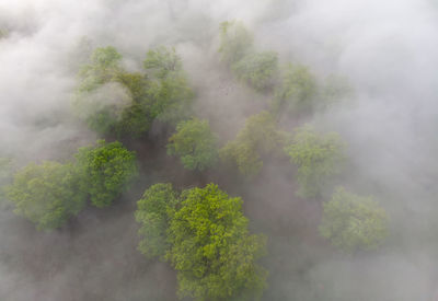 Plants growing on land against sky